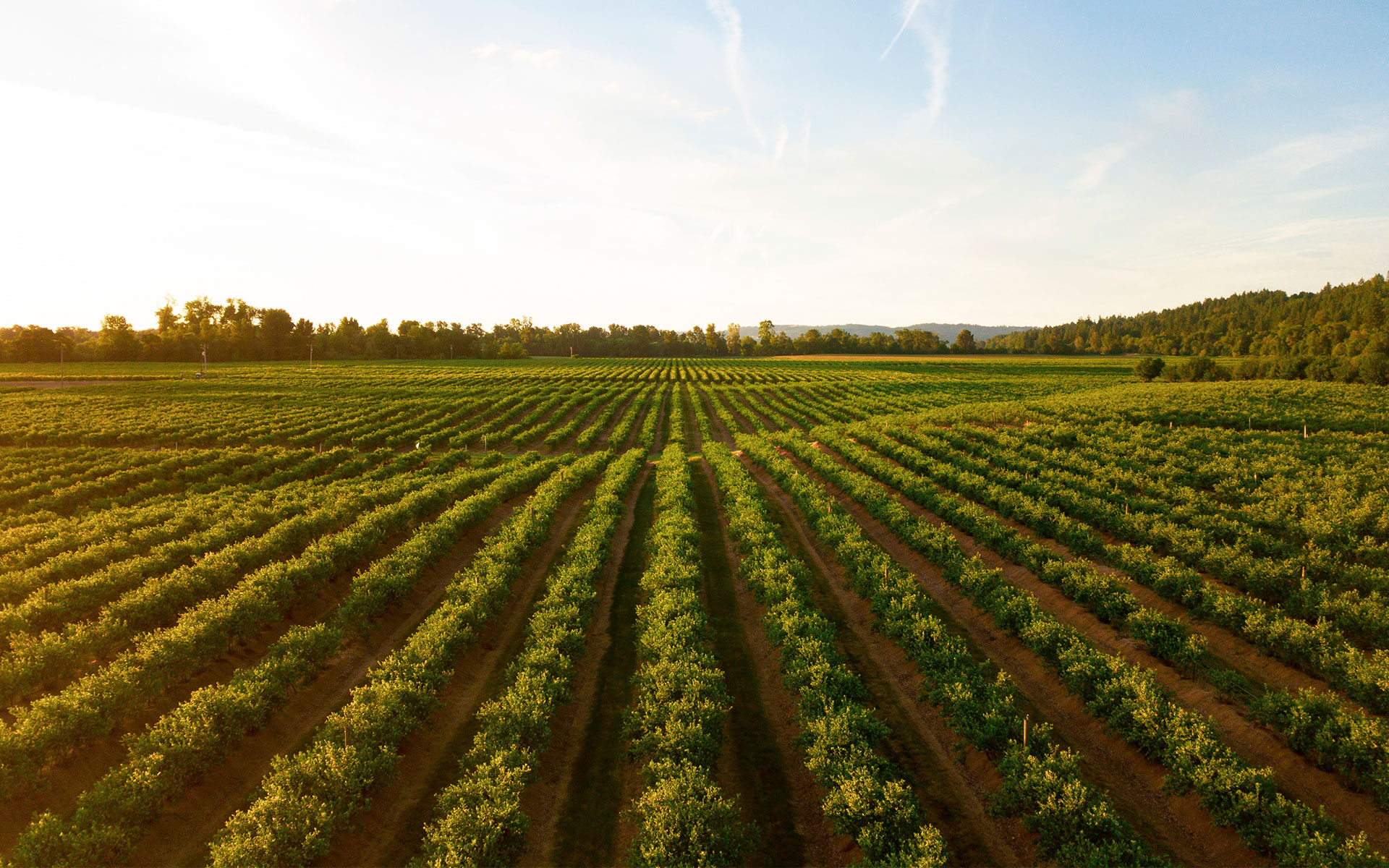 Bacchus Hospitality - Identité visuelle - Anne-Sophie Massip - www.an-so.fr